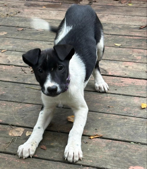 picture of the dog needing adoption