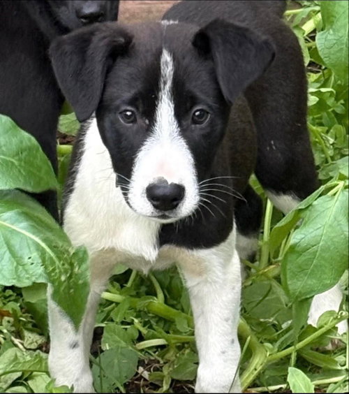 Peregrin Falcon, a dog for adoption from Alaskan Animal Rescue Friends
