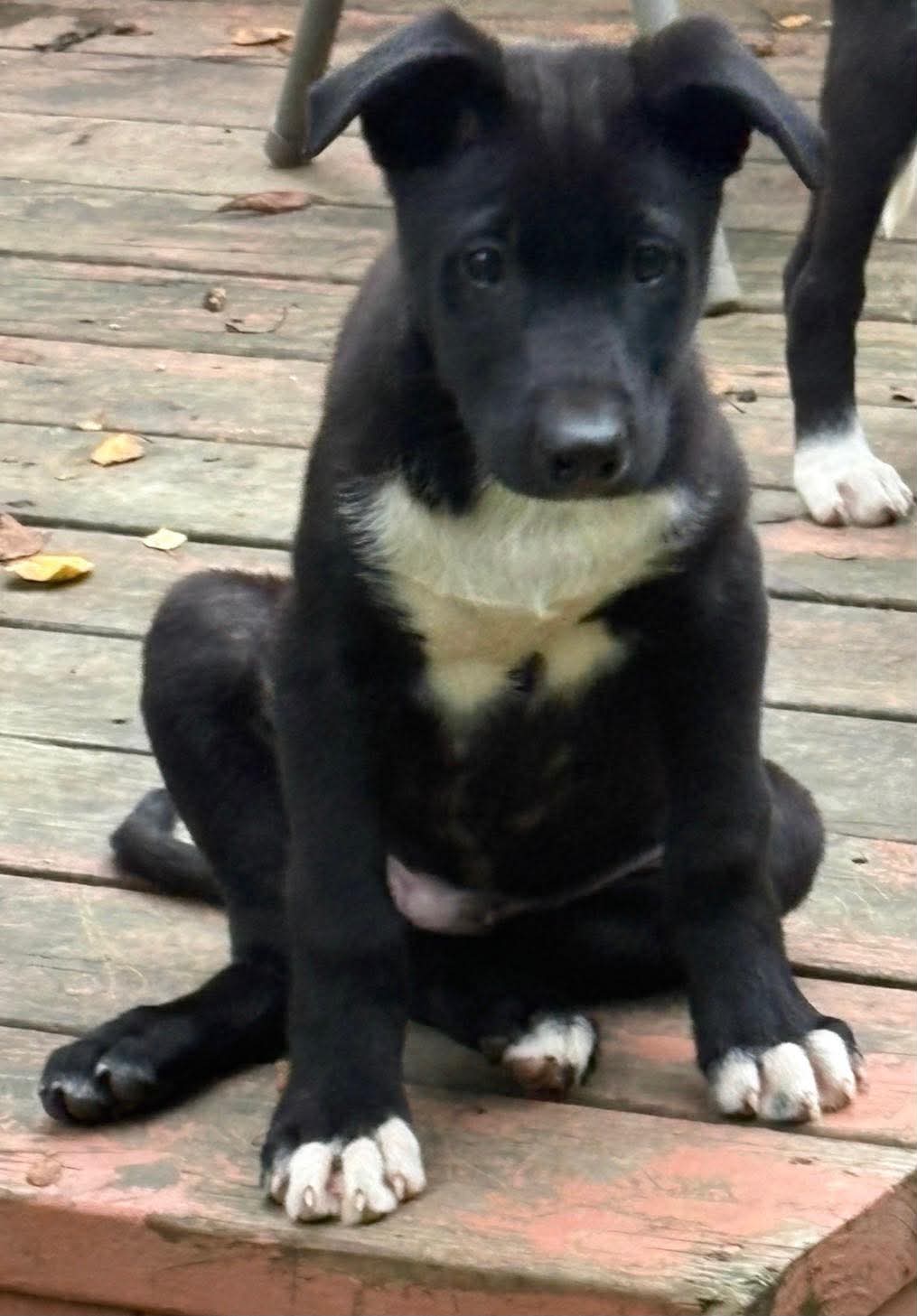 Penguin, Husky