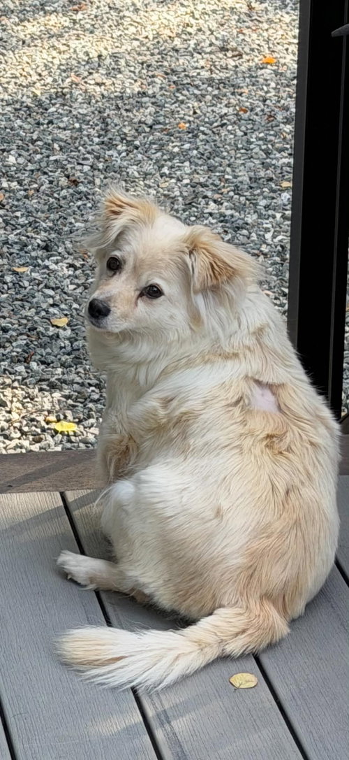 picture of the dog needing adoption