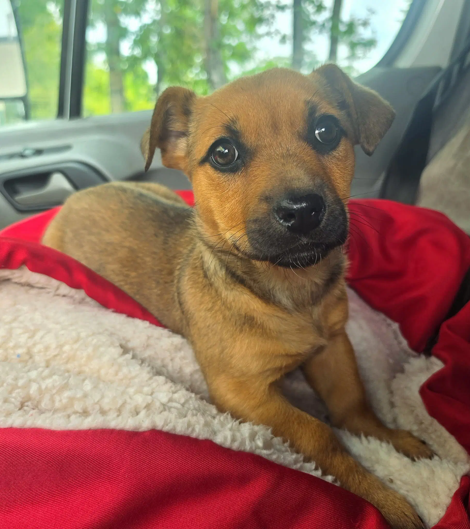 Unknown - Dachshund