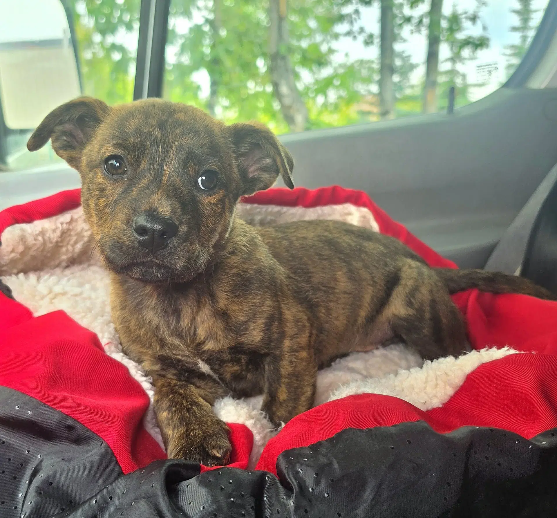 Bumble - Dachshund