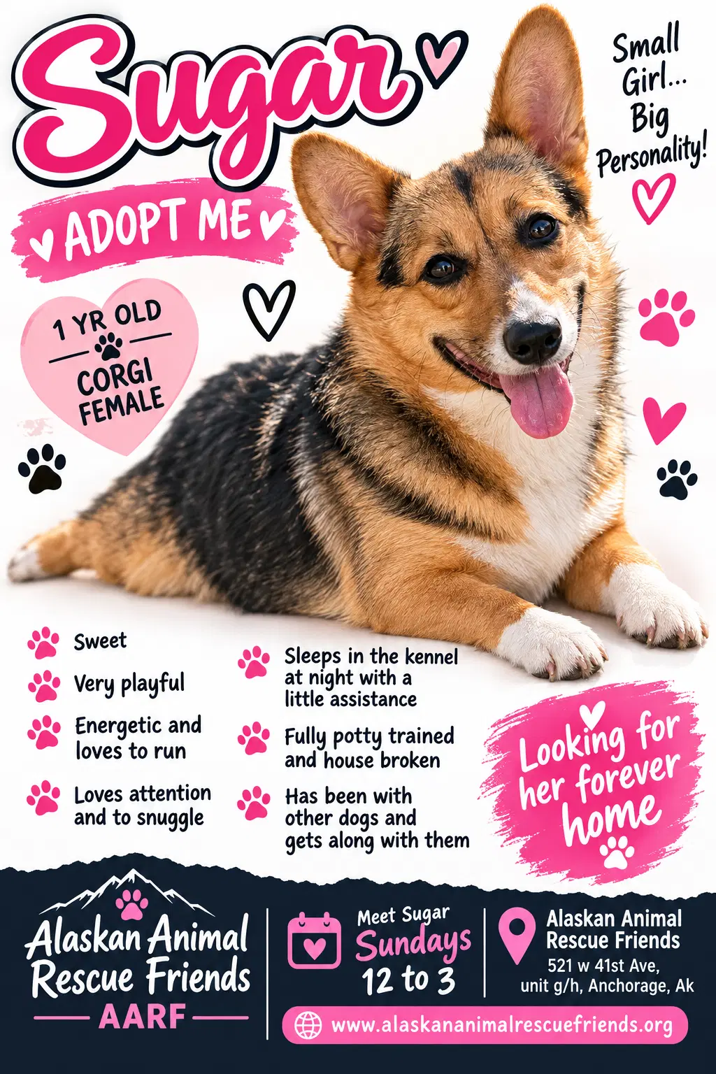 Sugar - Corgi
