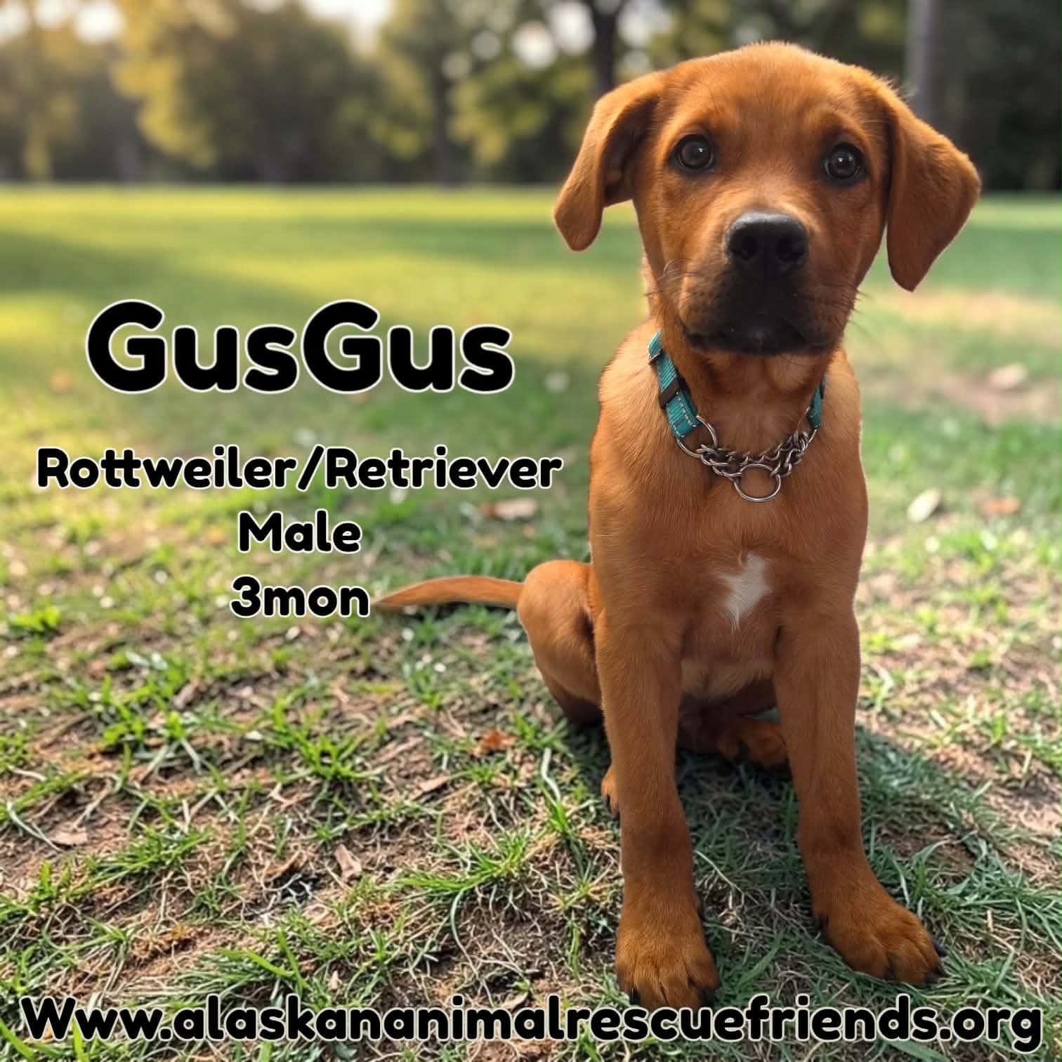 Gusgus - Rottweiler