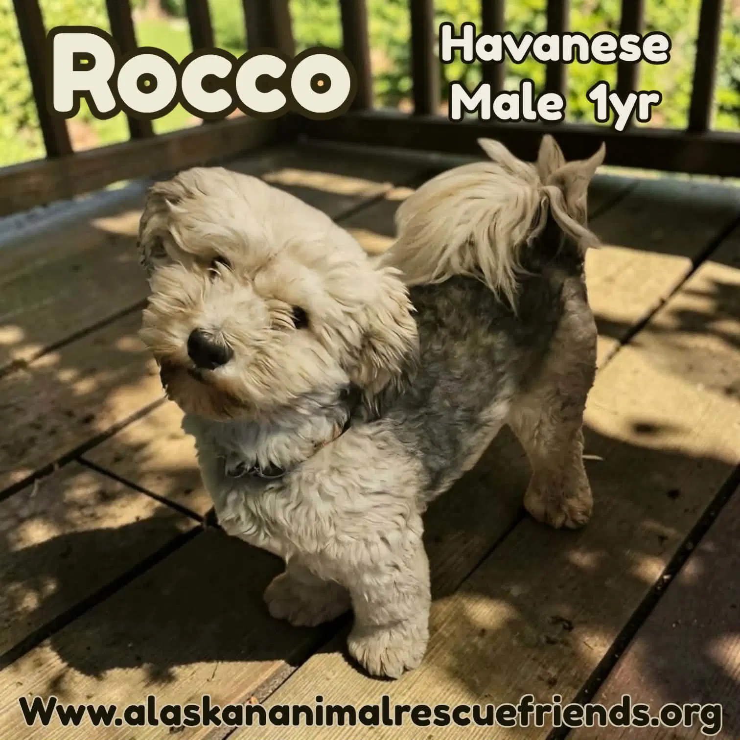 Rocco - Havanese