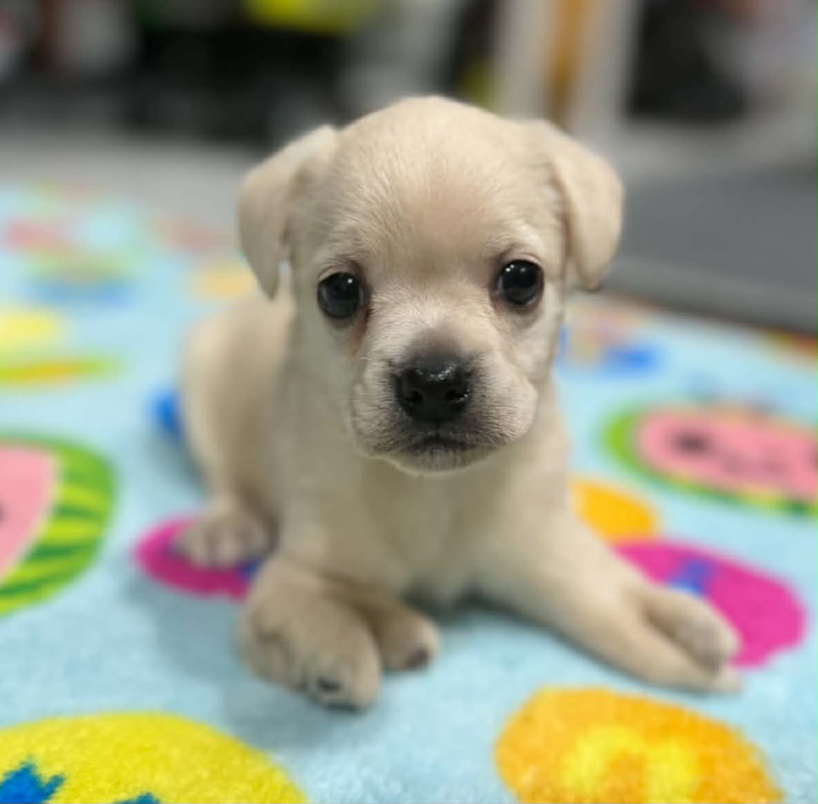 Sebastian, Cocker Spaniel
