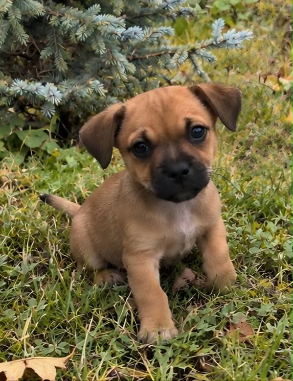 Lola's pups