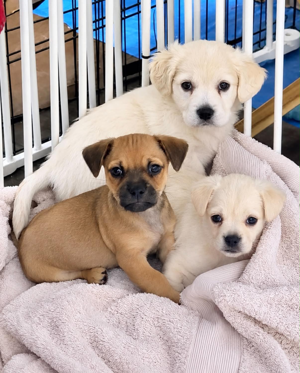 Lola's pups, Cocker Spaniel