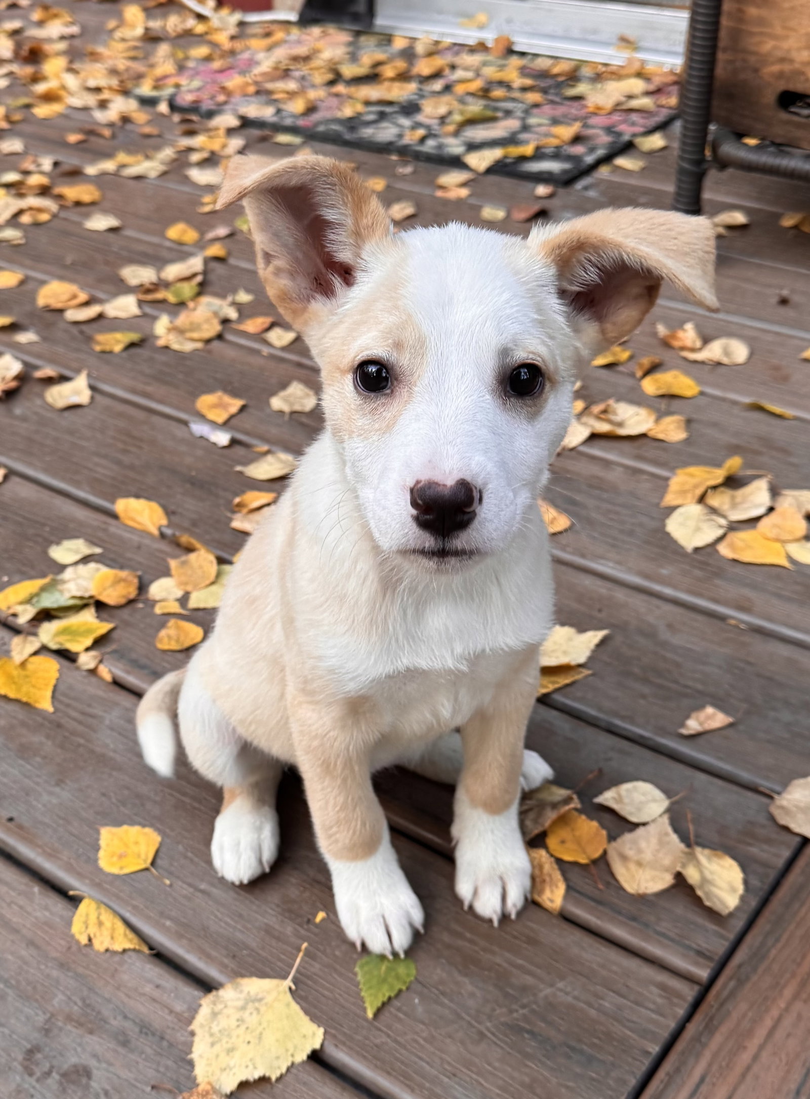 Aurora, Australian Shepherd