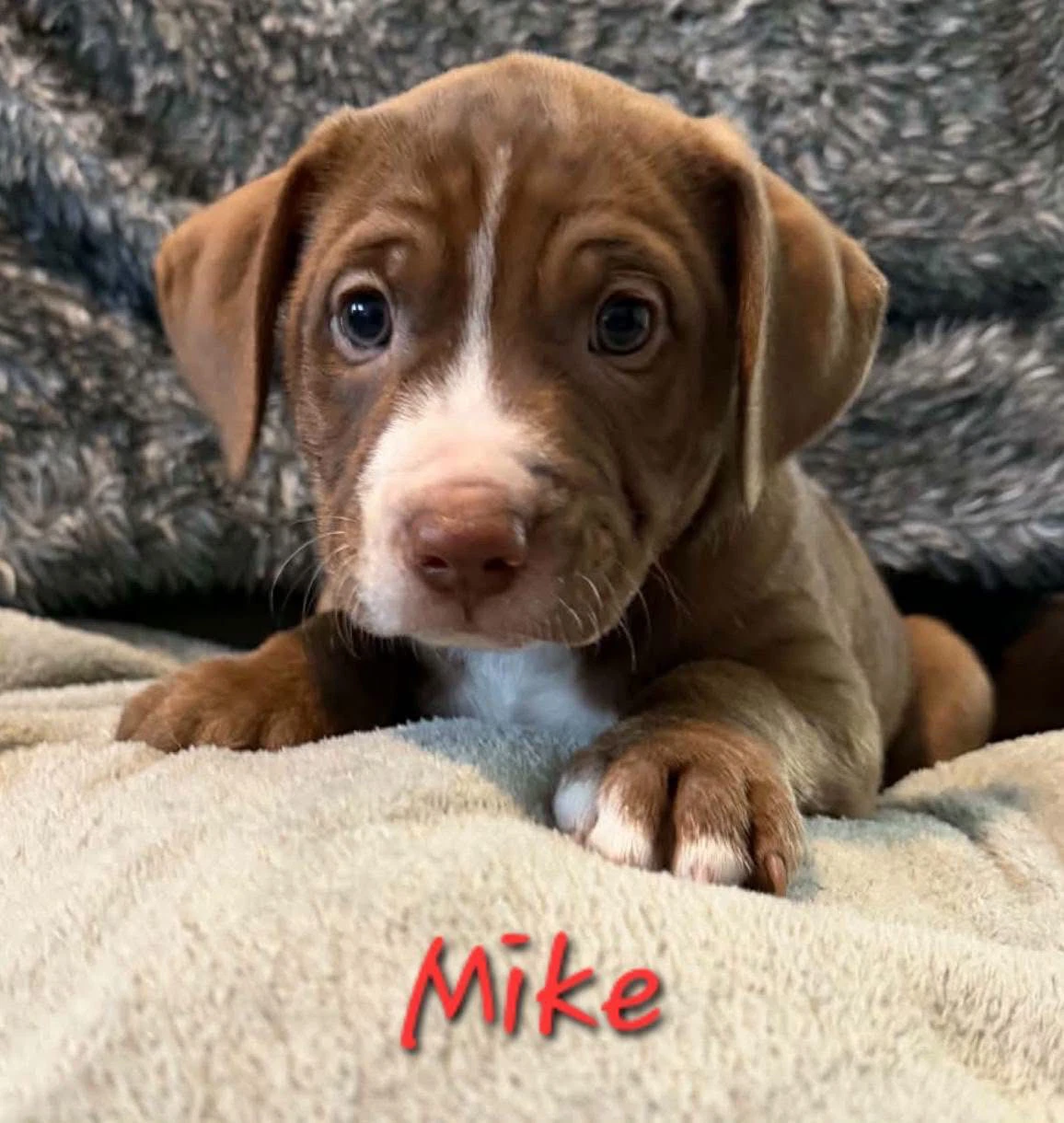 Mike