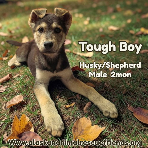 Tough Boy, a dog for adoption from Alaskan Animal Rescue Friends