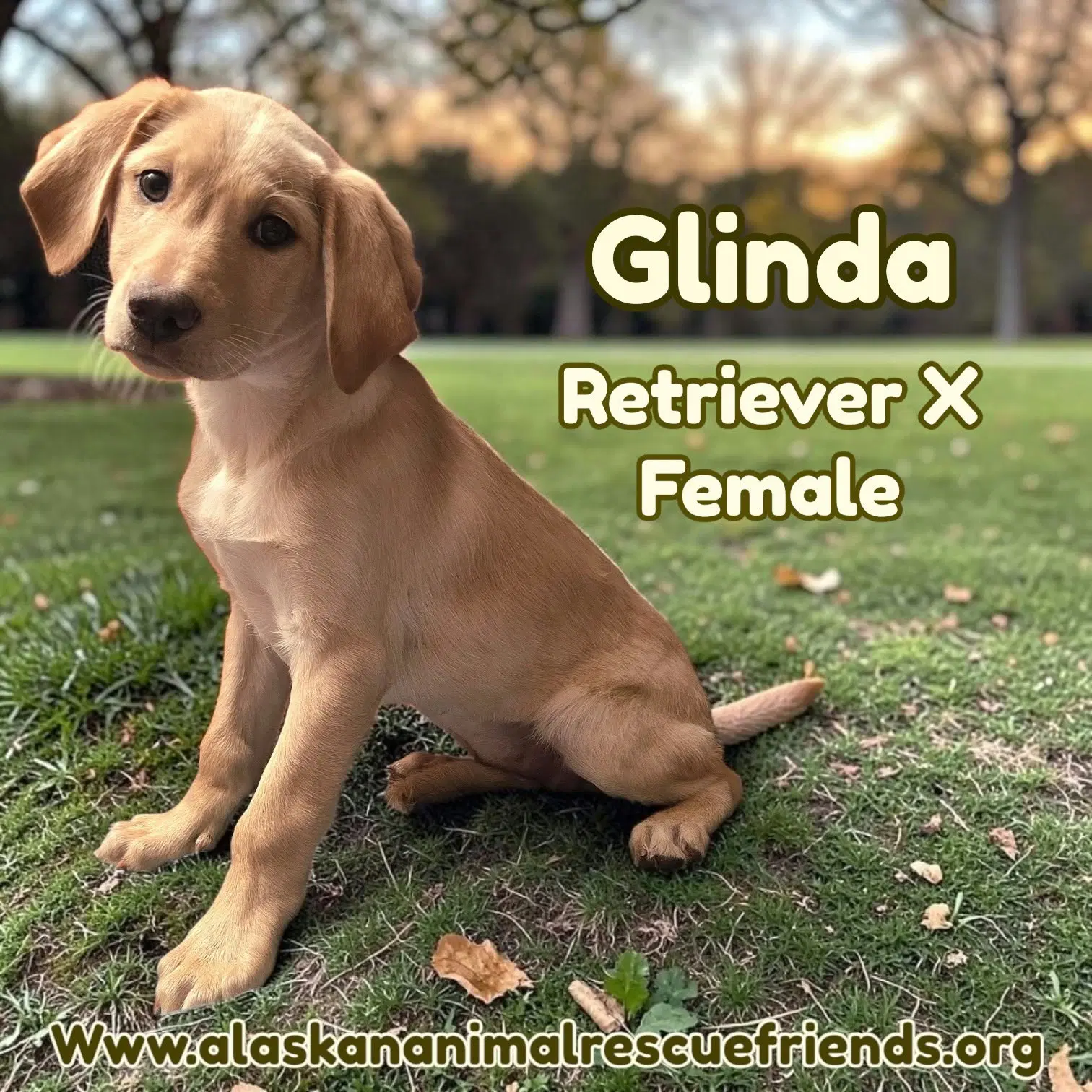 Glinda - Retriever