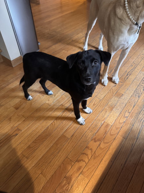 Tucker (Muktuk), a dog for adoption from Alaskan Animal Rescue Friends