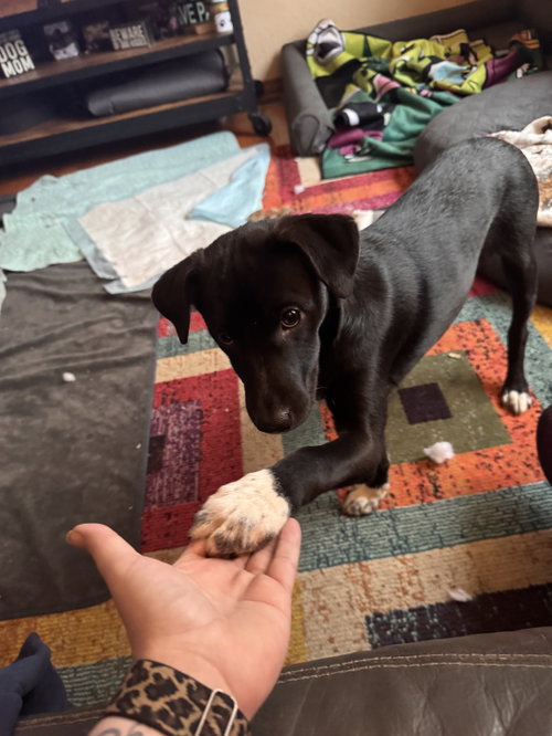 Photo 2 of Tucker (Muktuk)