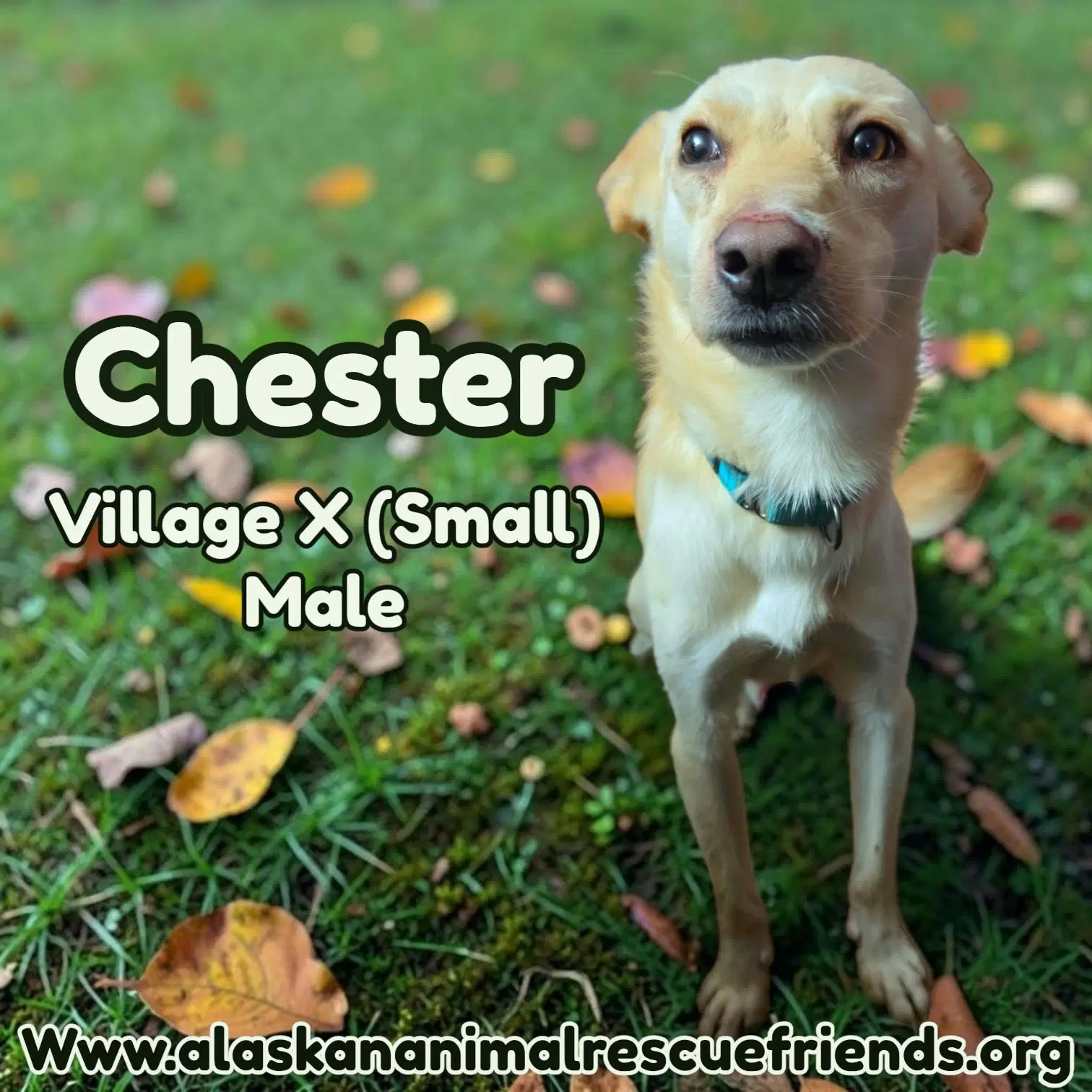 Chester - Spaniel