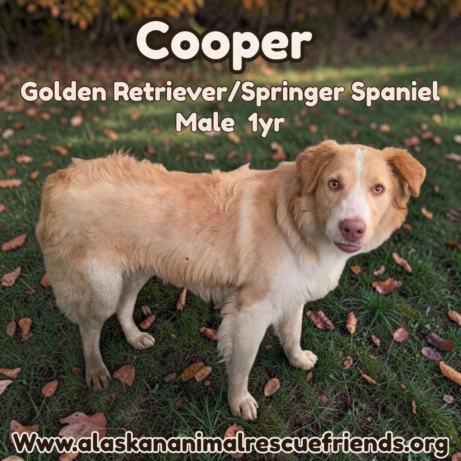 Cooper
