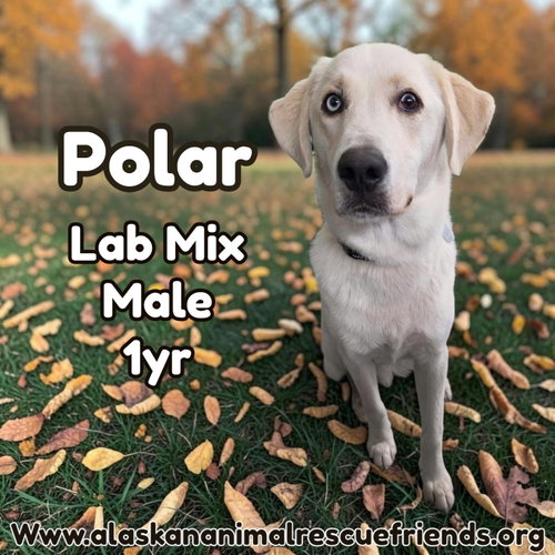 Polar, a dog for adoption from Alaskan Animal Rescue Friends