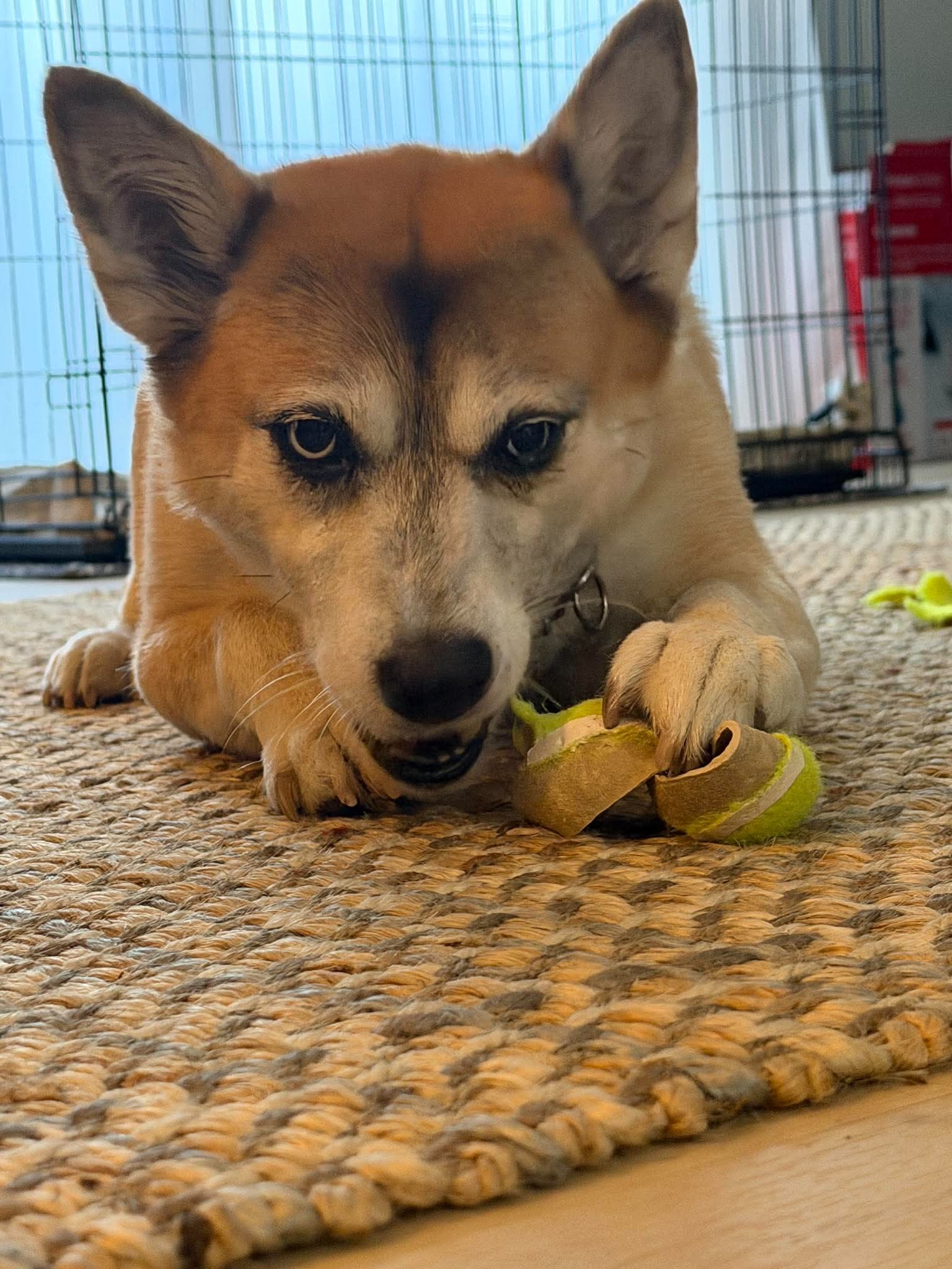 Nova