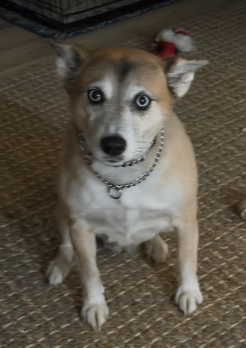 Photo 2 of Nova