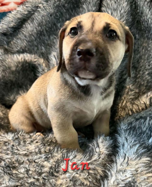 Jan, a dog for adoption from Alaskan Animal Rescue Friends