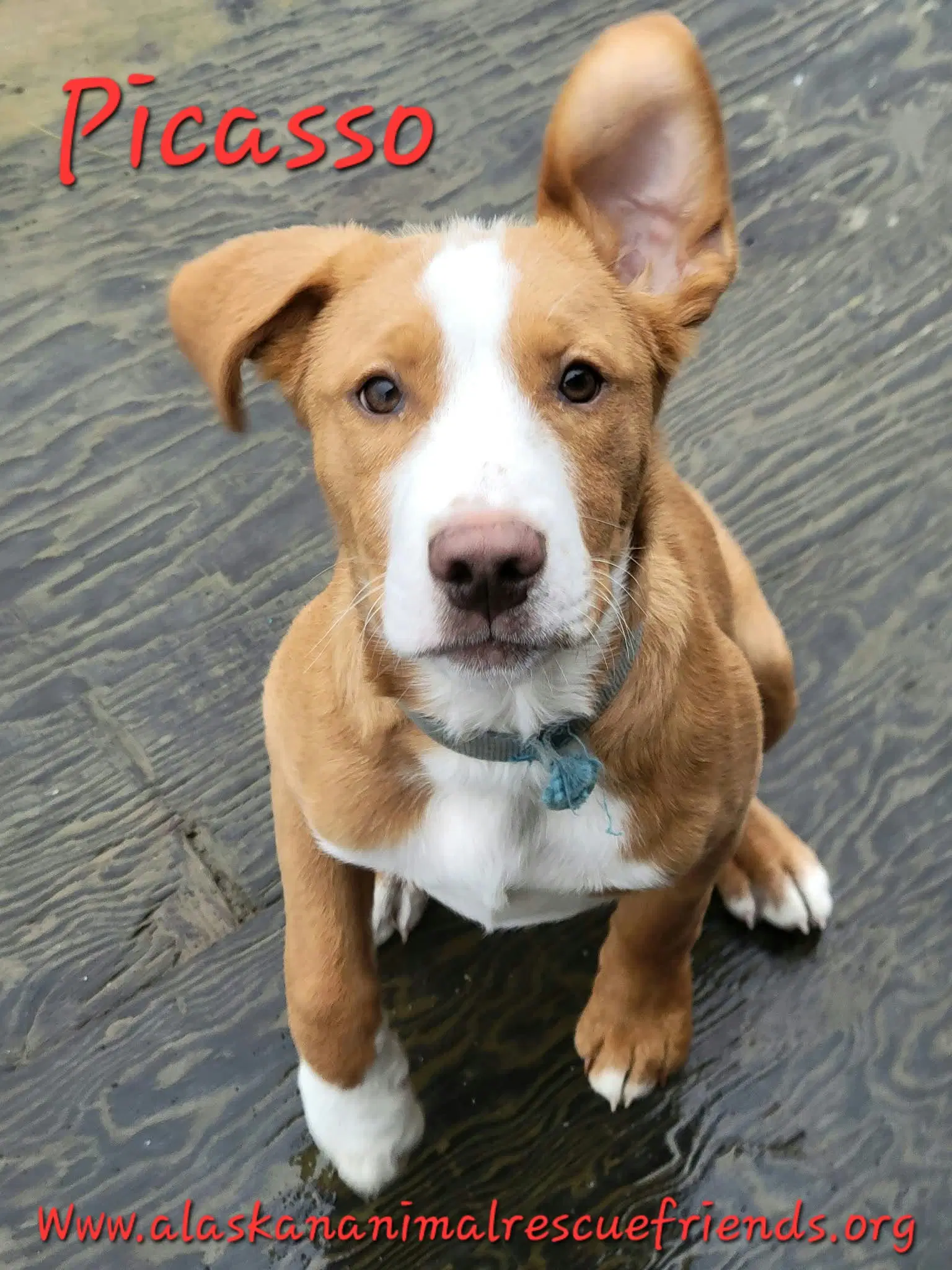 Picasso - Labrador Retriever