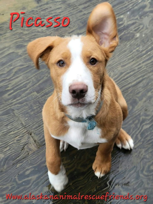 Picasso, a dog for adoption from Alaskan Animal Rescue Friends
