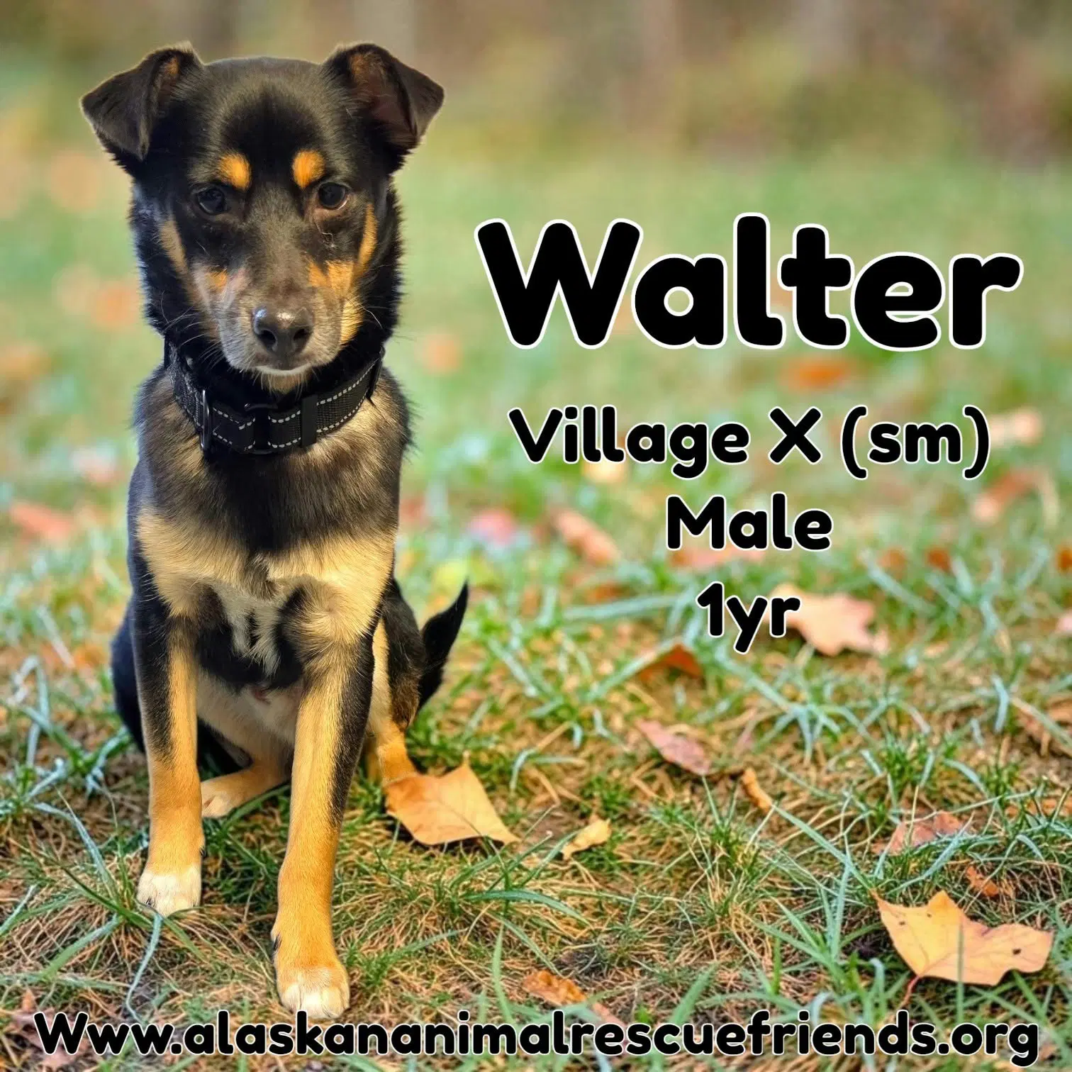 Walter - Border Collie