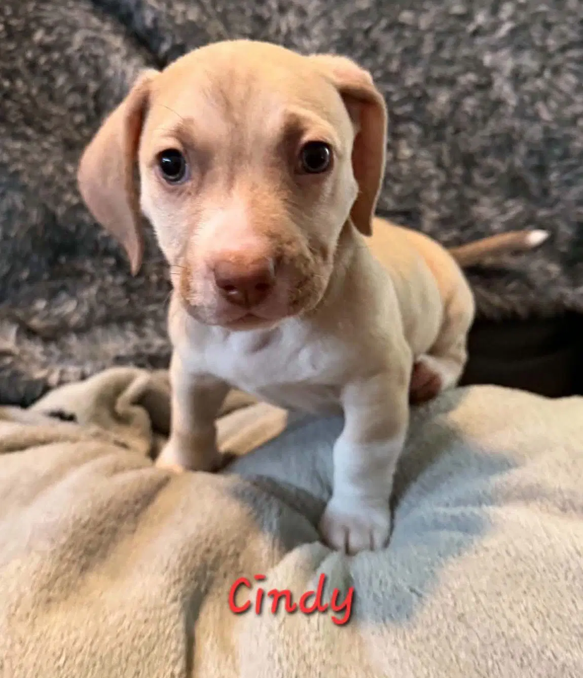 Cindy - Beagle