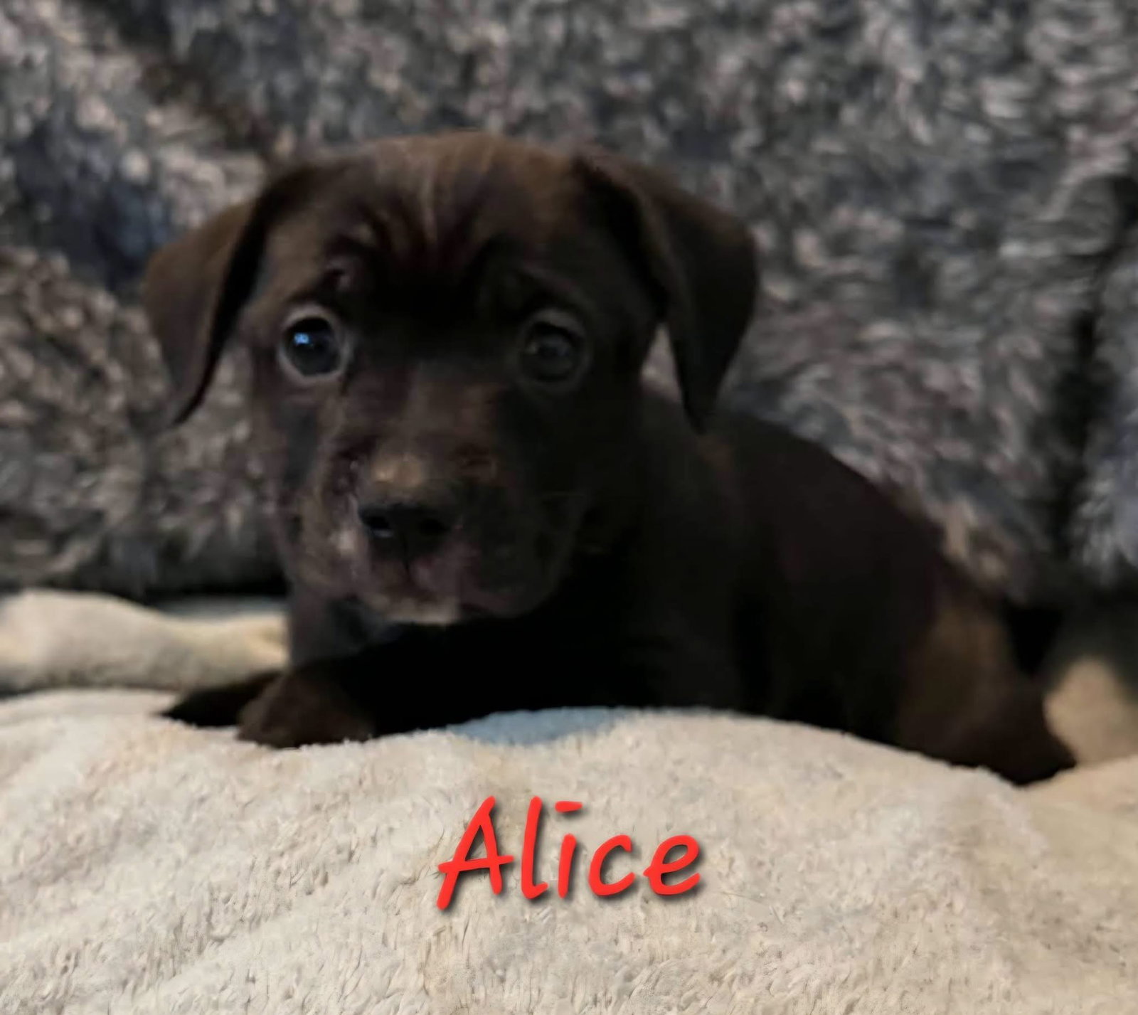 Alice, photo 2