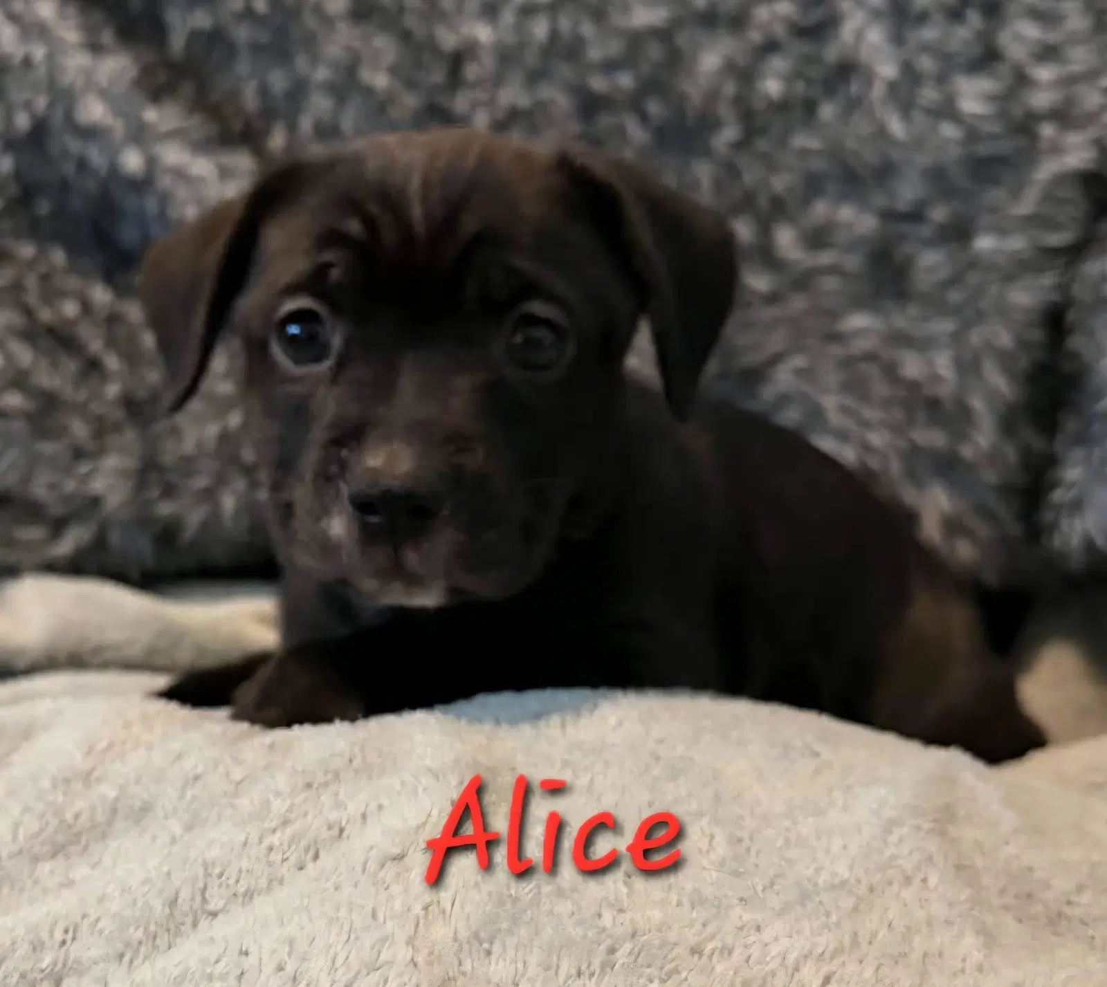 Alice - Beagle