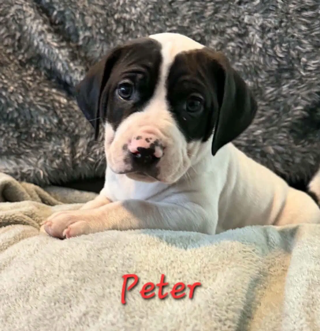 Peter image 1