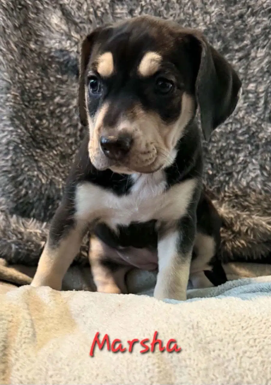 Marsha - Beagle