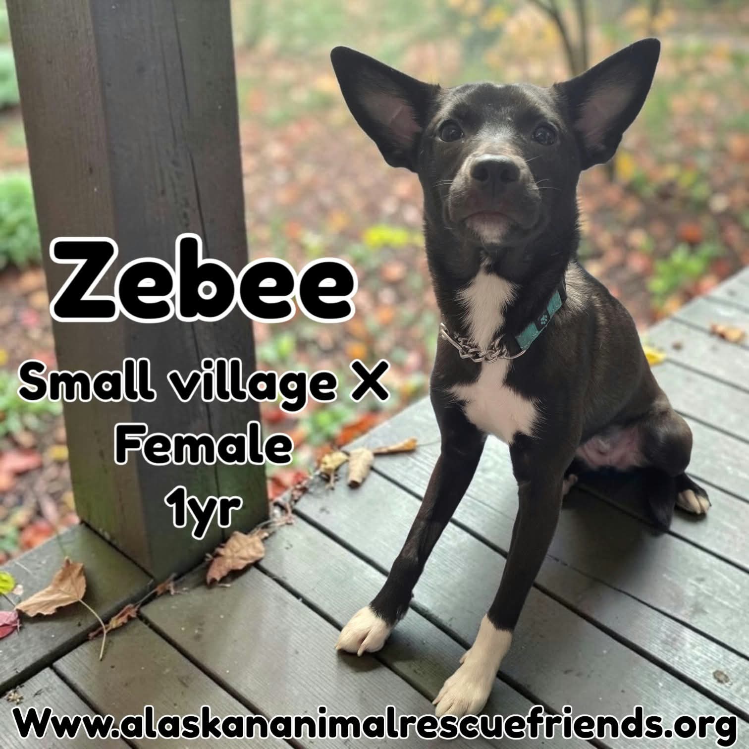 Zeebee