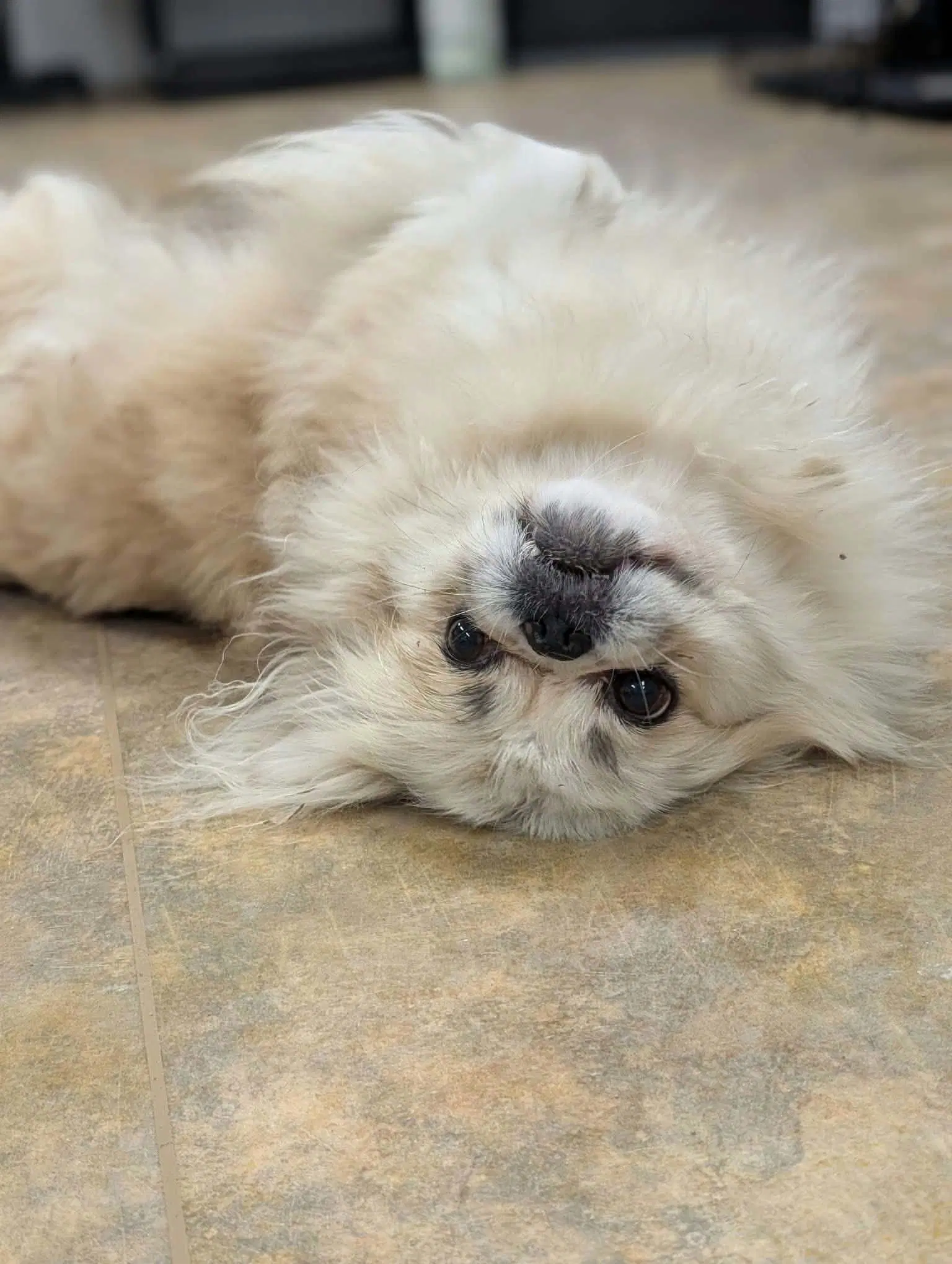 Lucky - Pekingese