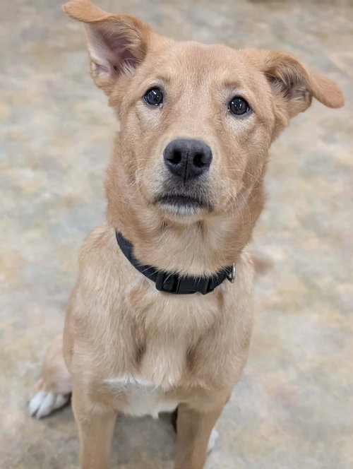 Cleo, a dog for adoption from Alaskan Animal Rescue Friends