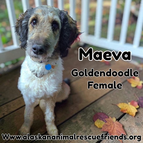 Maeva, a dog for adoption from Alaskan Animal Rescue Friends