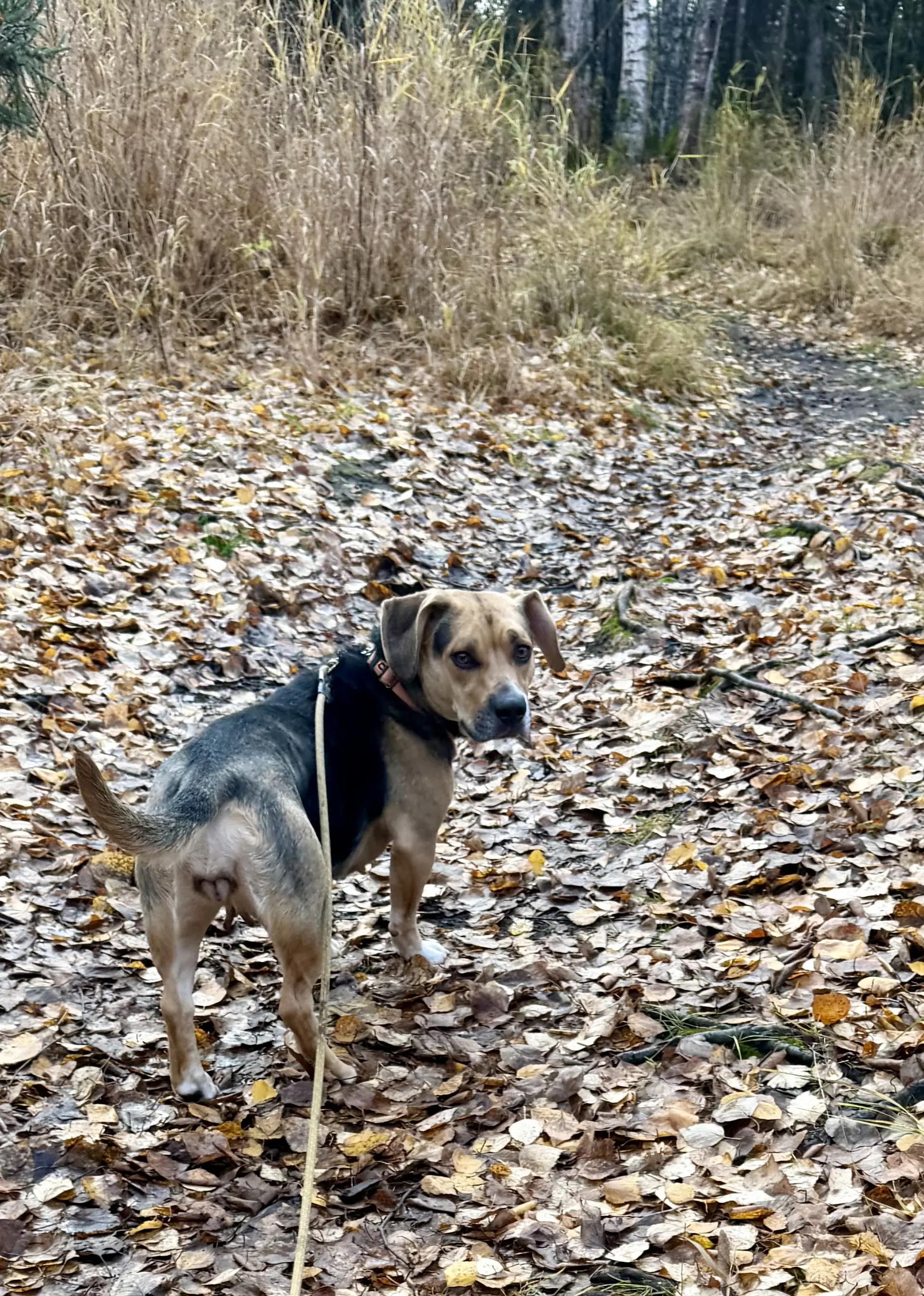 Wiggles image 4