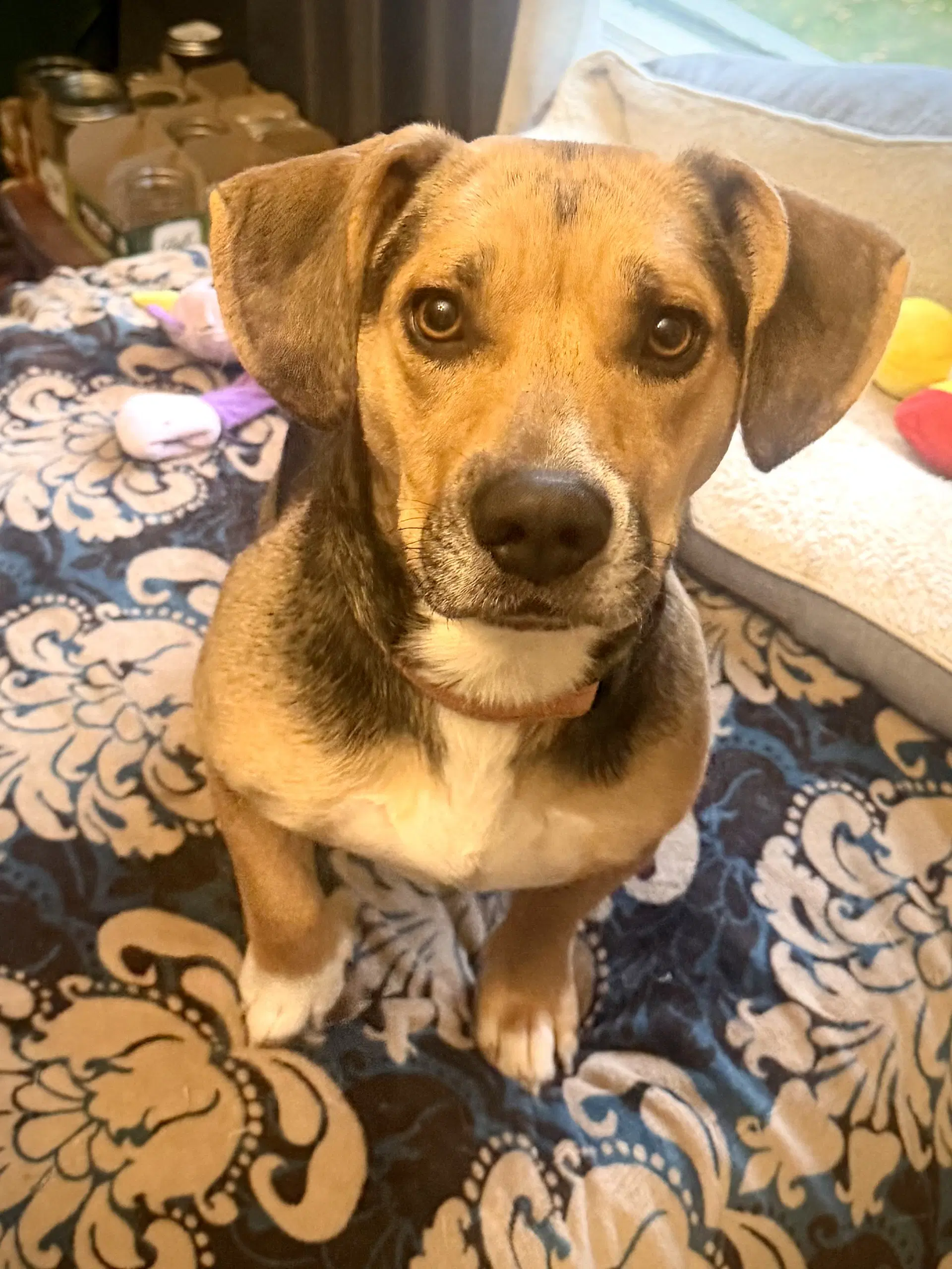 Wiggles - Beagle