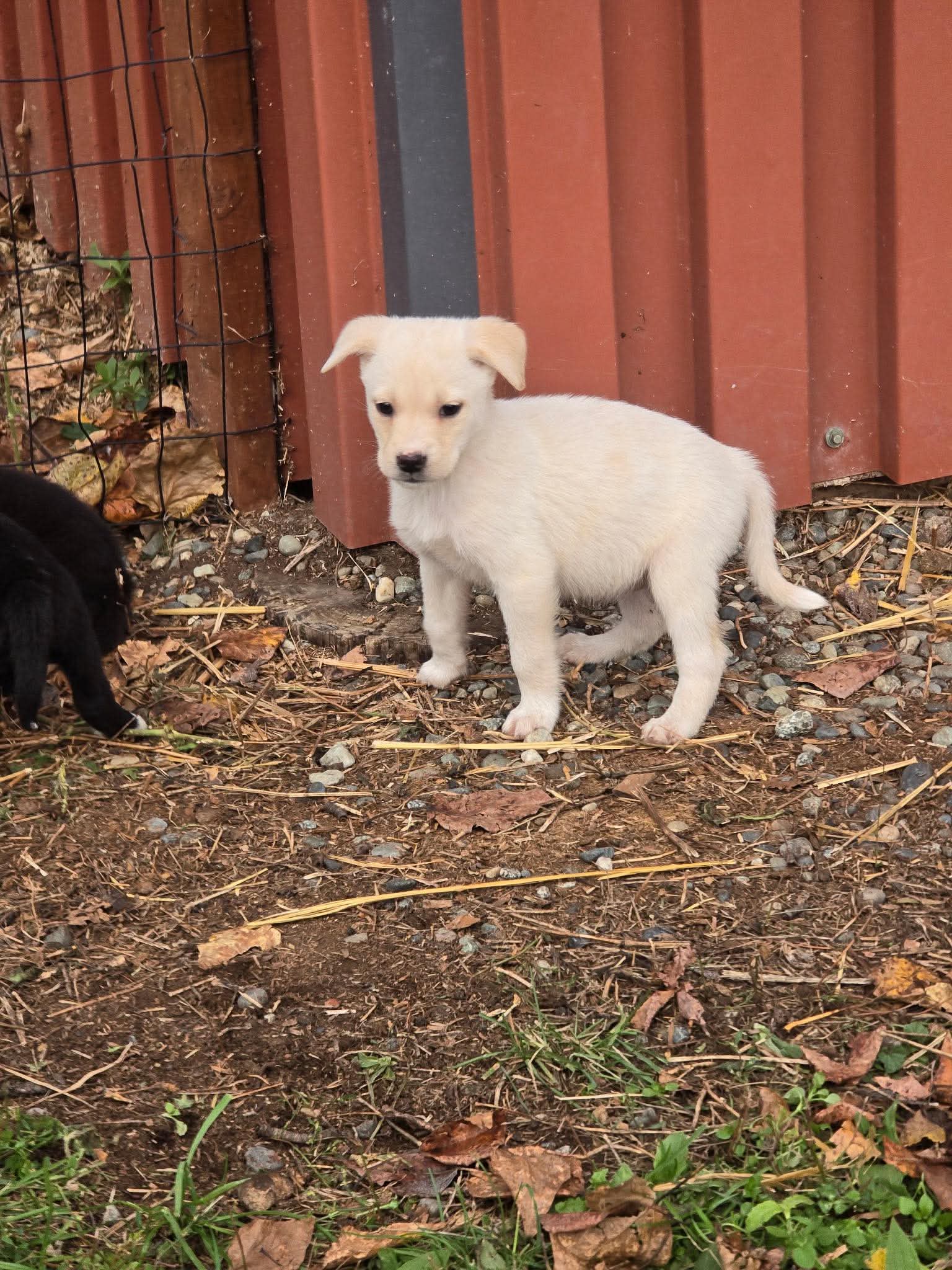 Lab Babies - Labrador Retriever