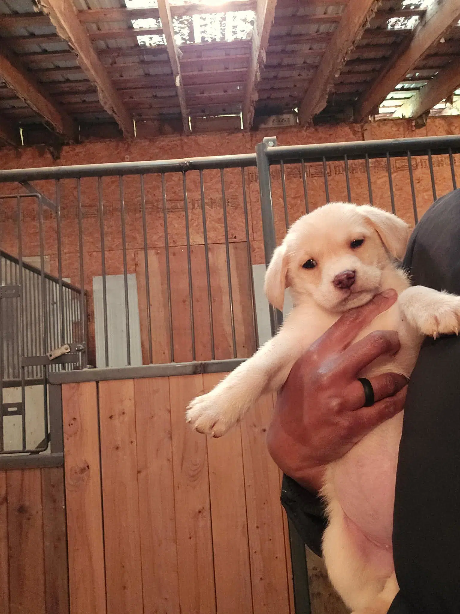 Lab Babies image 4