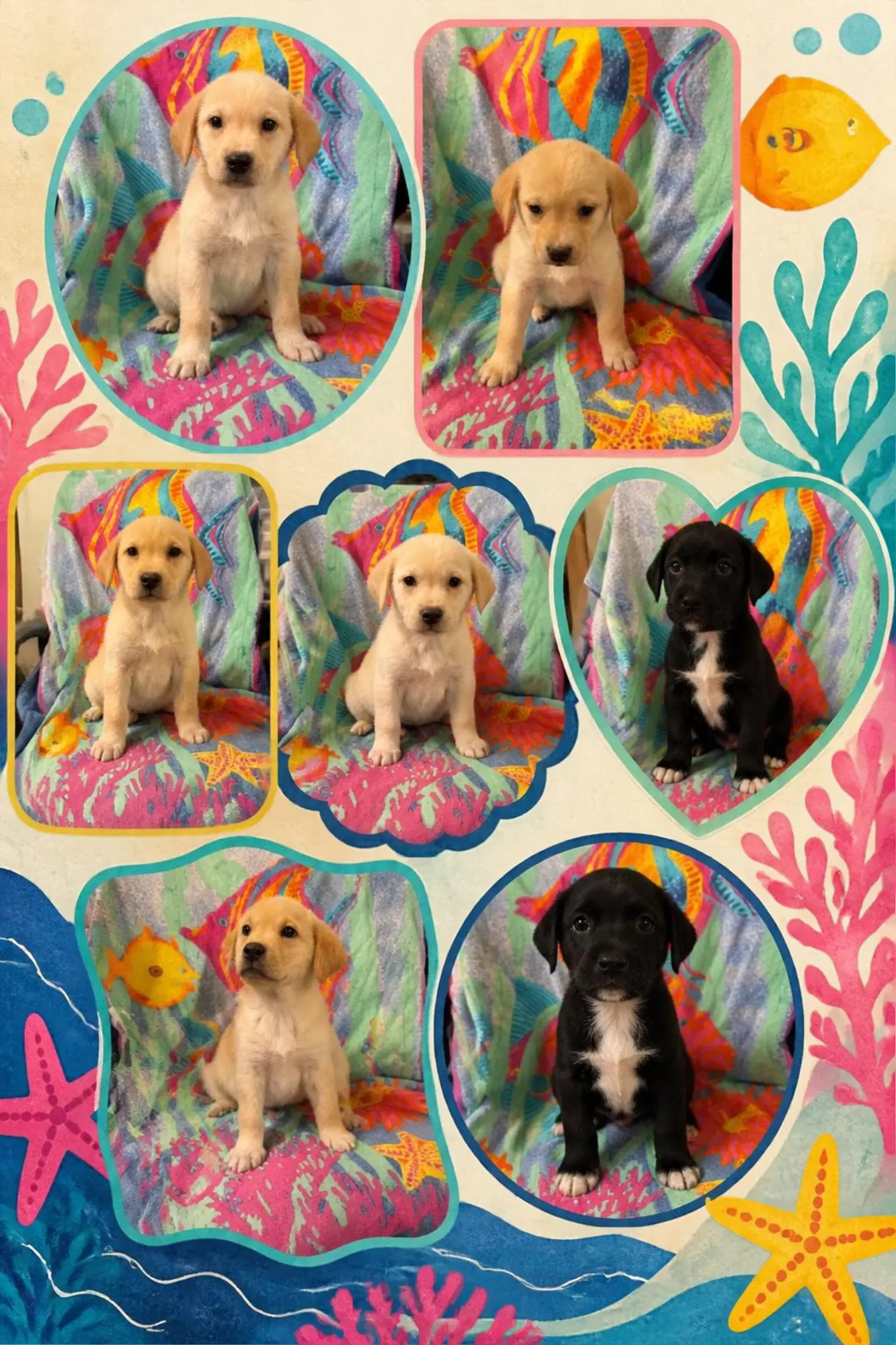 Lab Babies - Labrador Retriever