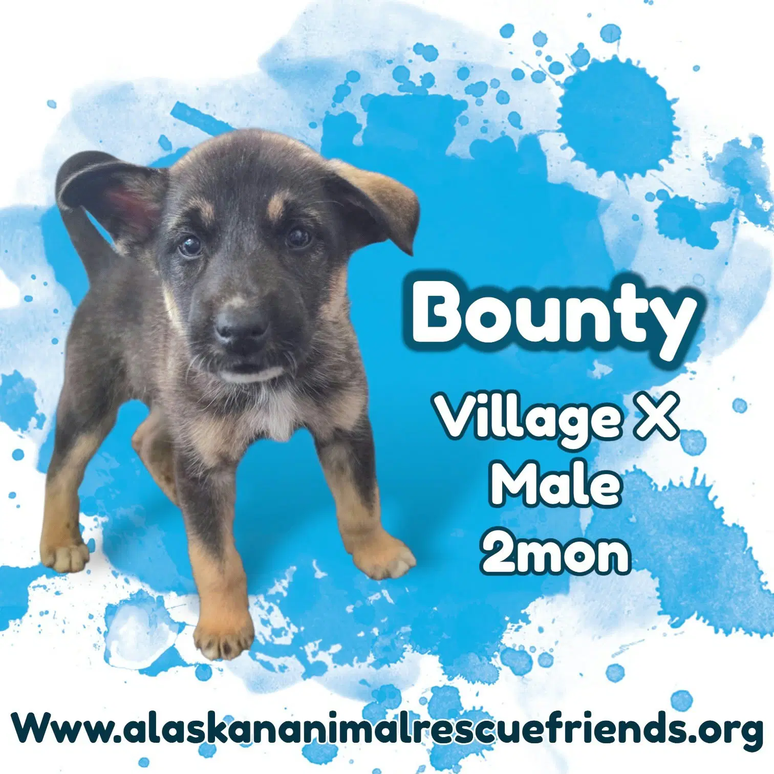 Bounty - Husky