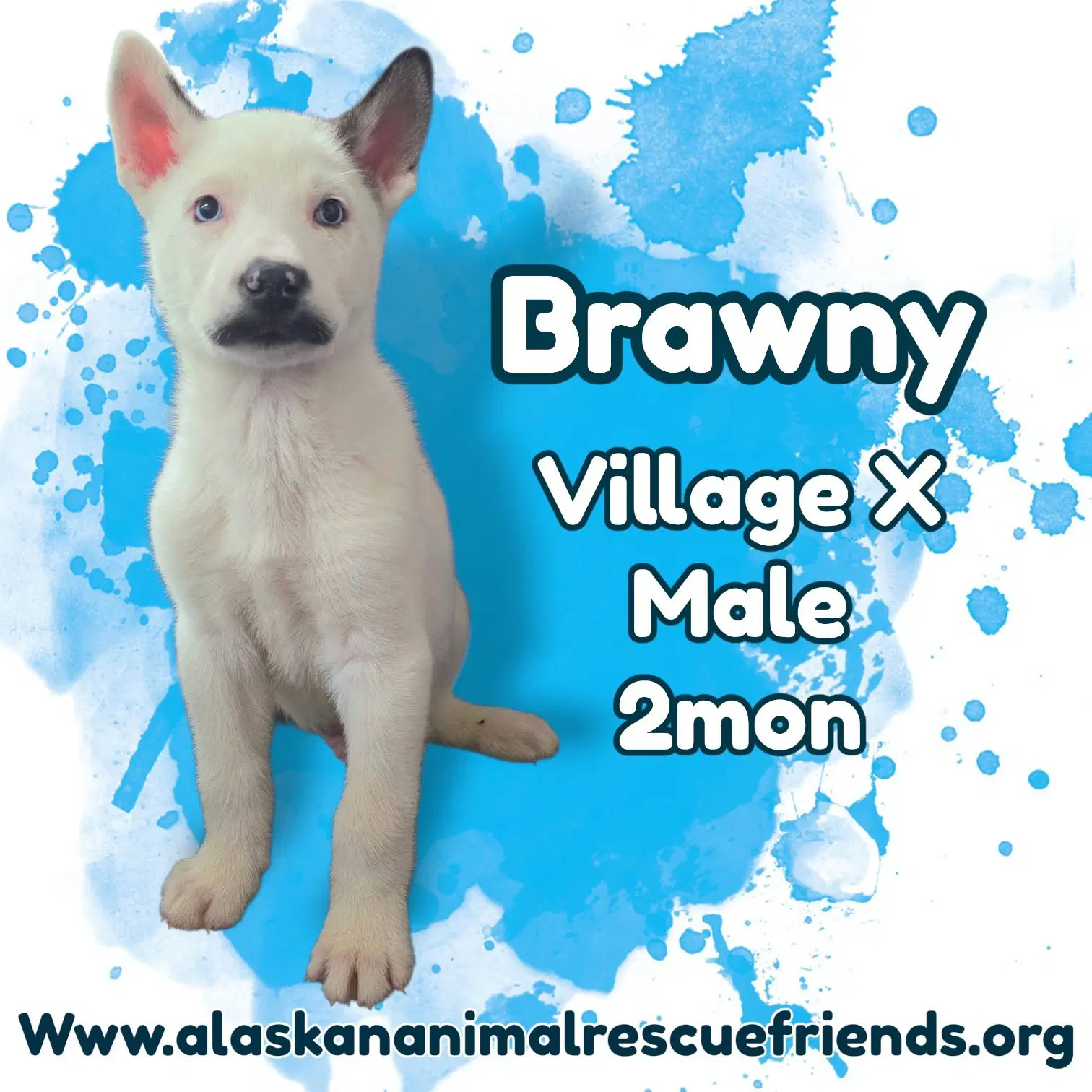 Brawny - Husky