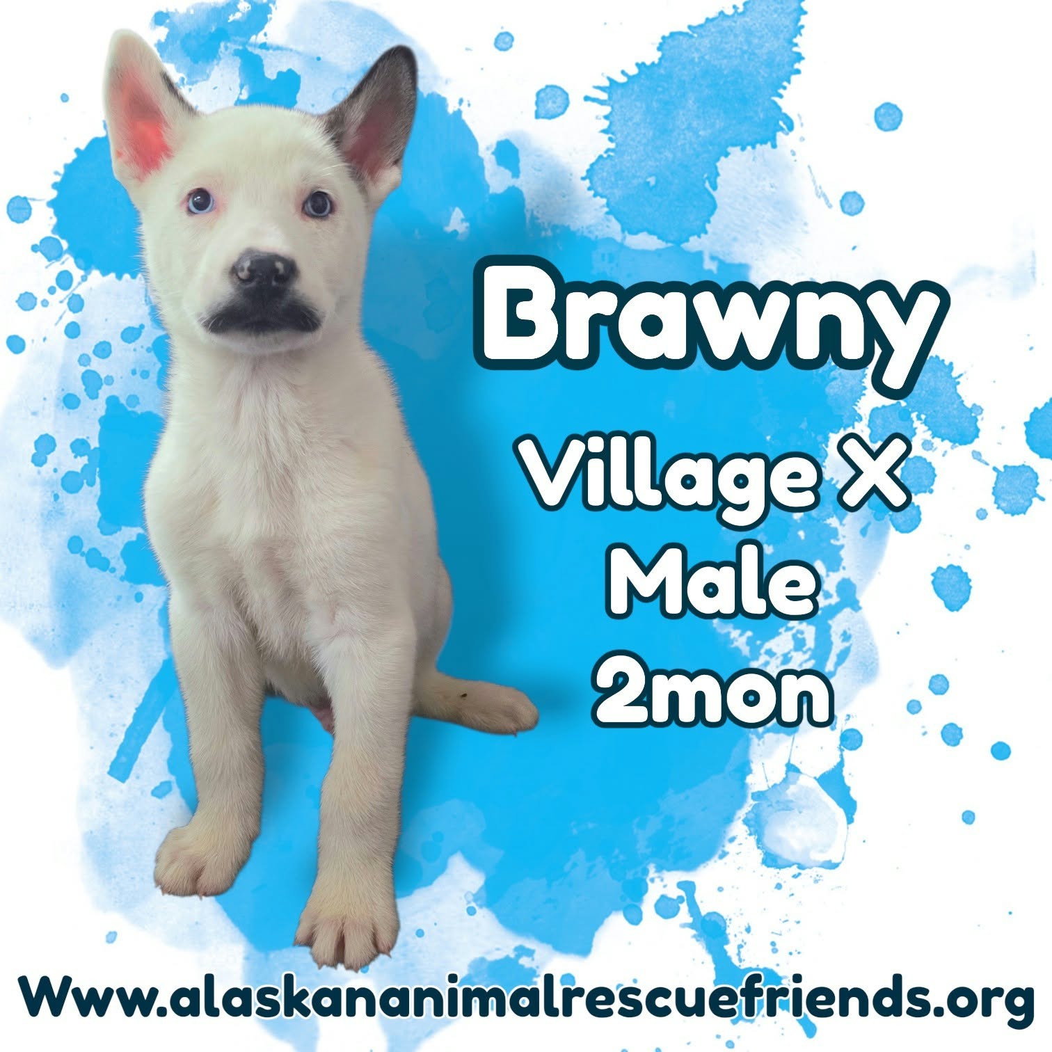 Brawny