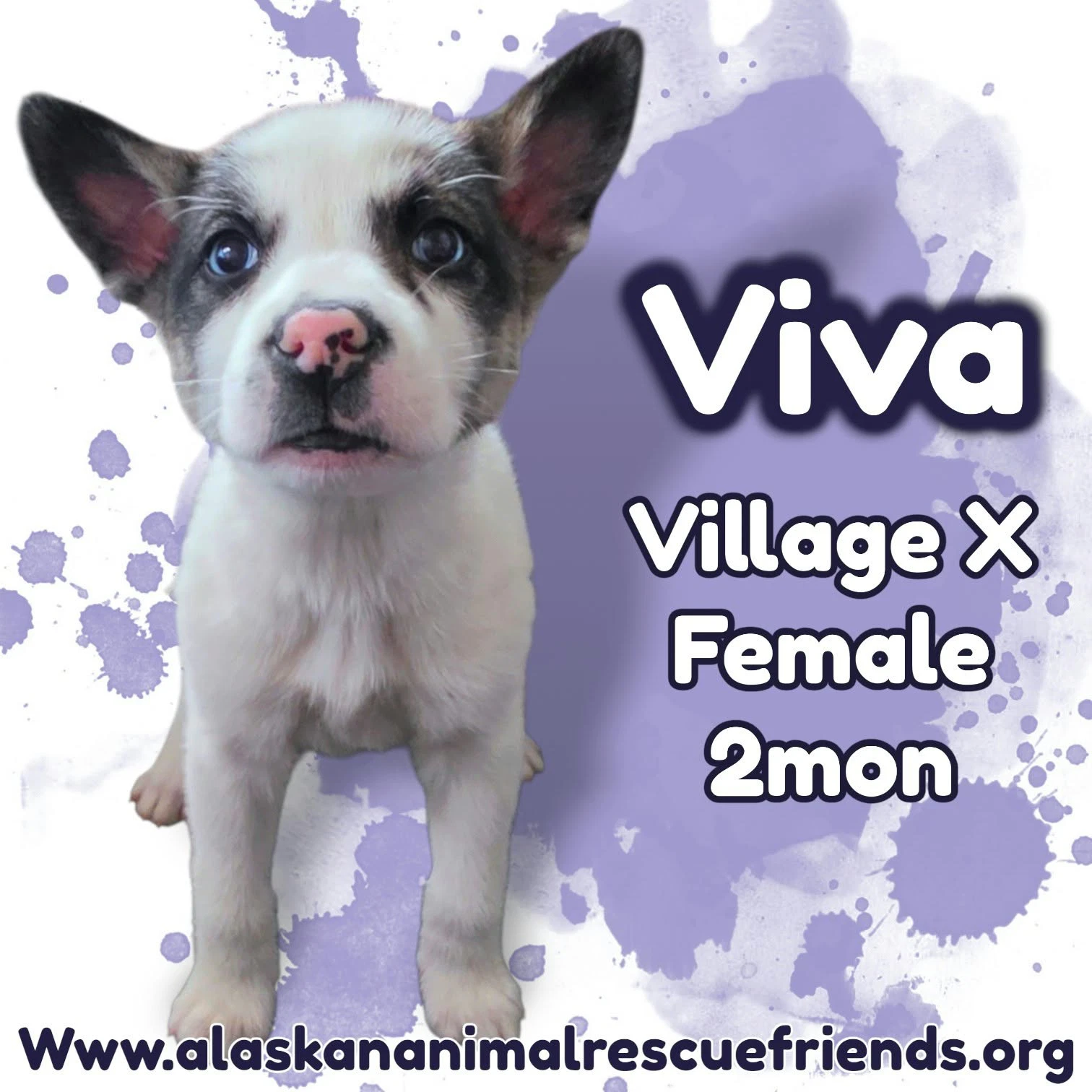 Viva