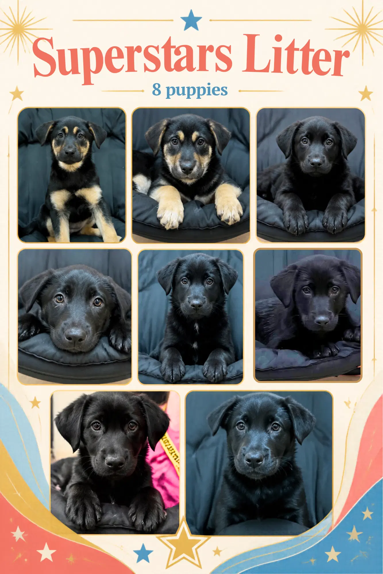 Superstars - Black Labrador Retriever