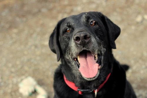 Toby *Foster Needed*