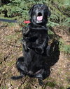 Toby *Foster Needed*