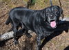 Toby *Foster Needed*