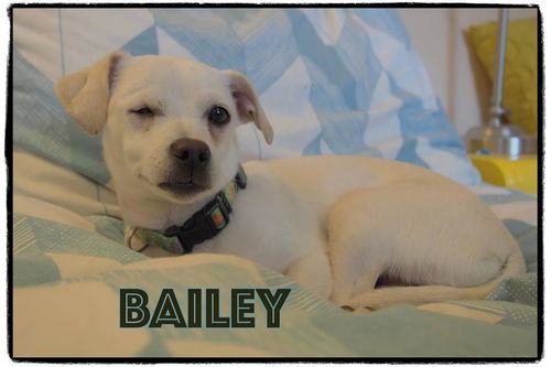 Bailey